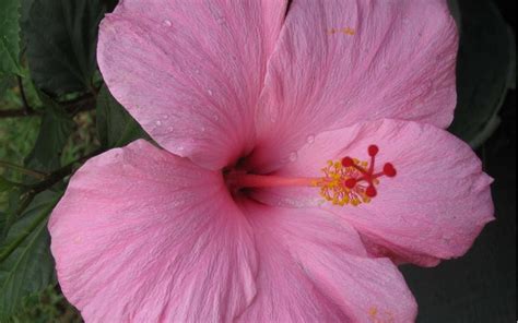 Seminole Pink Tropical Hibiscus 1 Gallon Shrub Tropical Tropical Plants Flowering