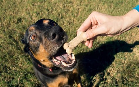 Dog Eating Natural Pet Treats From Owners Hand Drool Pet Co