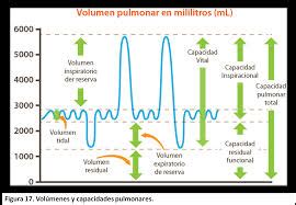 Volumenes Y Capacidades Pulmonares Intercambio De Gases Bases De