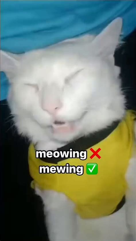 Meowing Mewing Ifunny Brazil