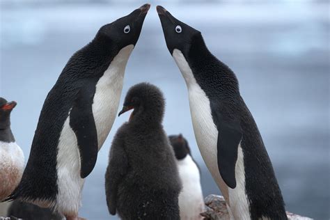 An interesting fact about Adelie penguins: they will migrate an average