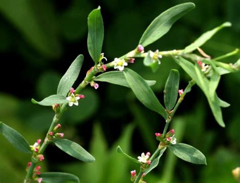 Птичья гречиха рисунок (45 фото)