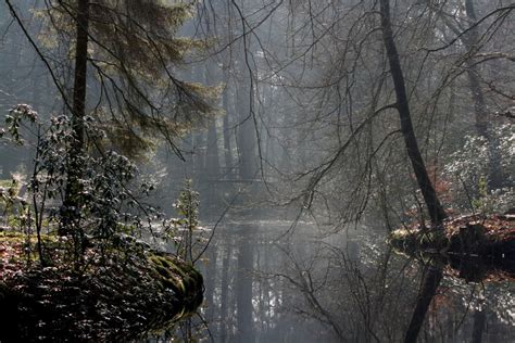 Free Images Tree Water Nature Forest Branch Snow Winter Mist