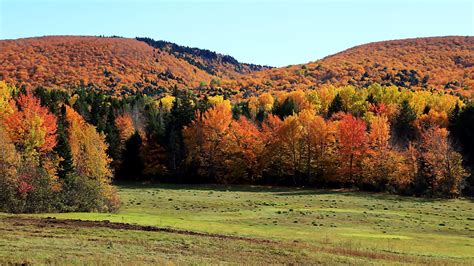 mountain trees fall  photo  pixabay pixabay