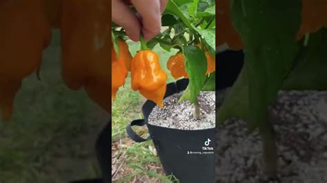 SUPER HOT PEPPERS FOR HOT SAUCE BOSS YouTube
