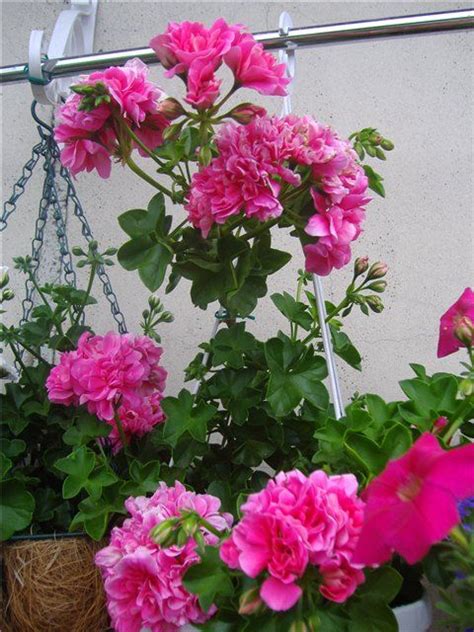 Pink Chart Пеларгония Фото – Telegraph