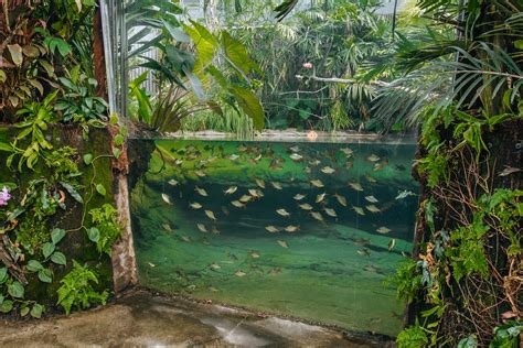 Zoos Hottest New Habitat Will Transport You To The Tropics Auckland Zoo