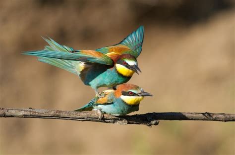 Premium Photo Common Beeeater Merops Apiaster Birds Make Love Sex