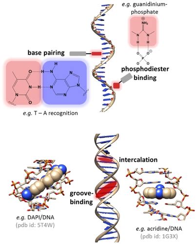 From Interaction To Function In DNATemplated Supramolecular Self