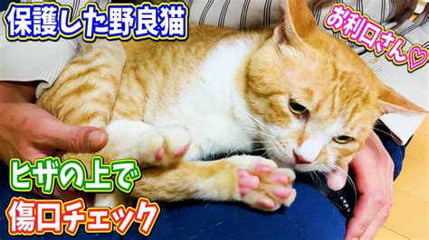 保護した野良猫を膝の上で傷口チェックしてみたら 【閲覧注意】 Youtube