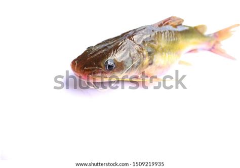 Naked Catfishes Rita Rita Species Bagrid Stock Photo Shutterstock