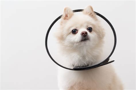 How Long to Leave Cone on Dog After Neuter? – Pet Help Reviews UK