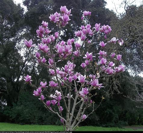 Magnolia Alexandrina - Magnolia soul. Alexandrina