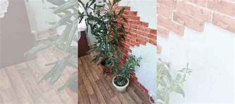 Комнатные цветы купить в Костроме | Товары для дома и дачи | Авито