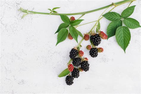 Free Printable Blackberry Clip Art Digital Fruit Berry Crafting Clip