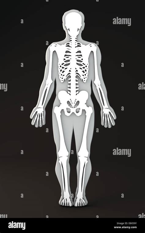 image  human body outline human body outline front
