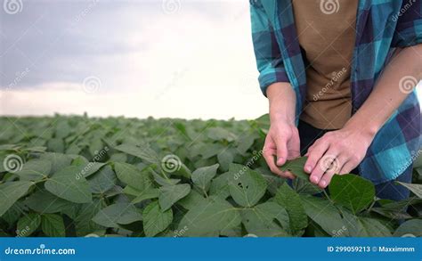 Farmer In Field With Soybeans Agriculture Business Farm Concept Young