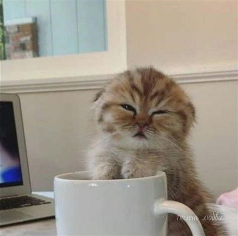 Создать мем "кофе кот, утро котик, сонный котенок с кружкой кофе ...