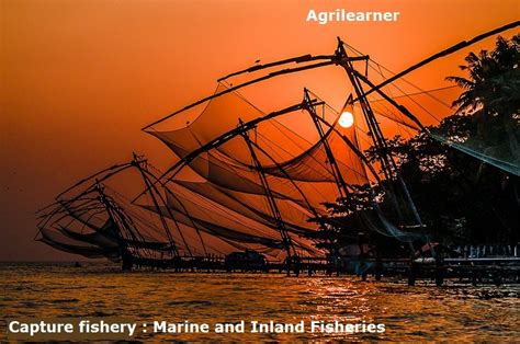 Capture Fishery Marine And Inland Fisheries Agri Learner