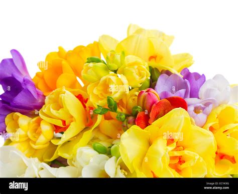 Freesia And Daffodil Flowers Stock Photo Alamy