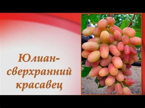 Юлиан- виноград.