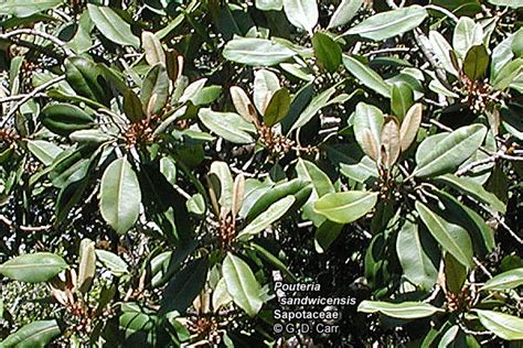 Native Tropical Dry Forest Flora Of Hawaii Sapotaceae Pouteria Sandwicensis