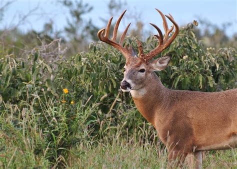 100 Whitetail Deer Wallpapers