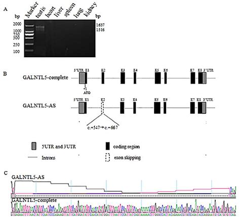 Expression Of Galntl Mrna And Identification Of Bovine Galntl Splice