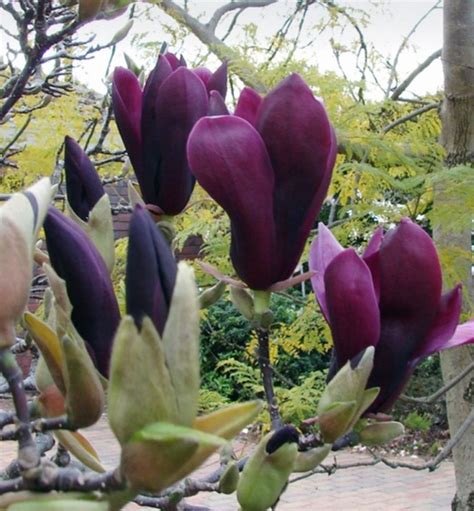 Магнолия Блэк Бьюти: описание сорта, характеристики, особенности ...