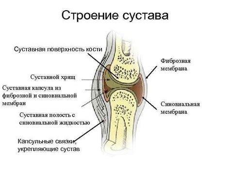 Суставы прерывные соединения или диартрозы Строение сустава