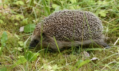Еж обыкновенный: описание млекопитающего, фото животного, виды, где ...
