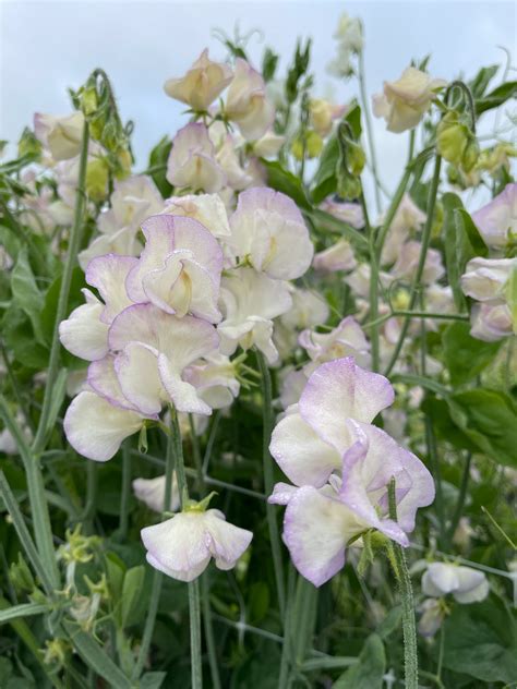 Sweet Pea Kings High Scent Flower People