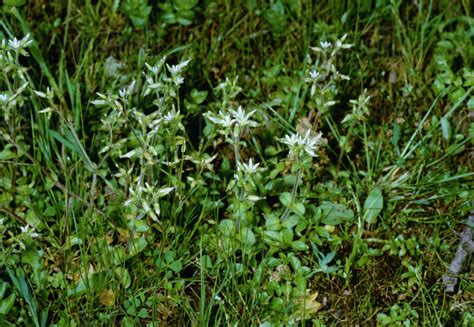 Agriculture Weeds Sticky Chickweed Cerastium Glomeratum Aka