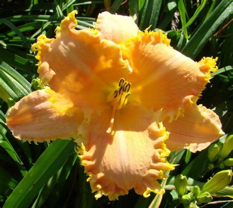 Earthly Treasures Daylily Garden HORNY DEVIL