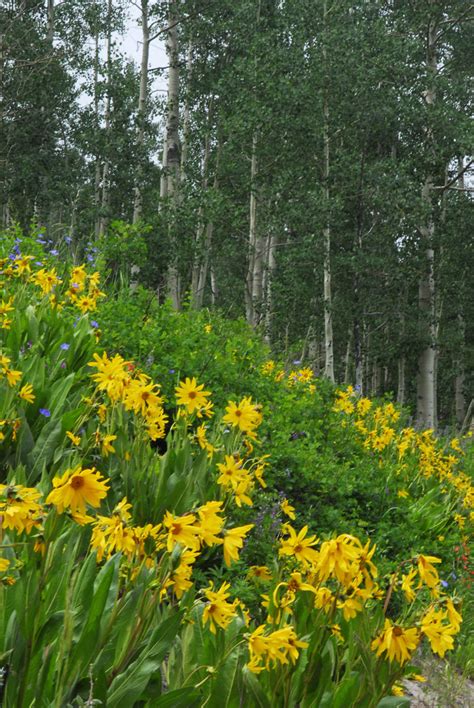 _DNB0084-W | Crested Butte Wildflower Festival