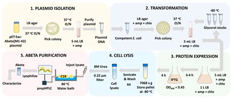 Mps Free Full Text Rapid Refined And Robust Method For Expression