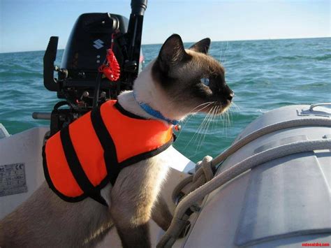 Captain Kitty Cute Cats Hq Pictures Of Cute Cats And Kittens Free
