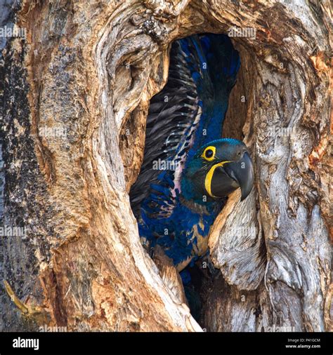 Filhote De Arara Azul - Filhote de arara azul grande Banque de photographies et d’images à ...