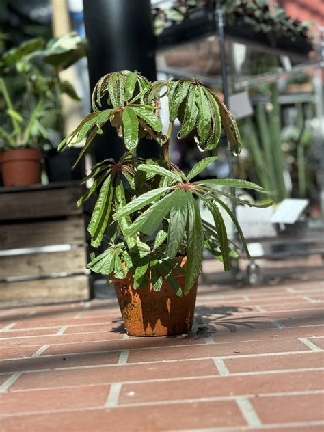 Begonia Luxurians I Terracottapotte La Selva Gartneri