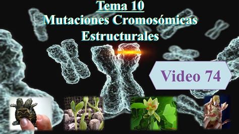 Tema Mutaciones Cromos Micas Estructurales Gen Tica C D