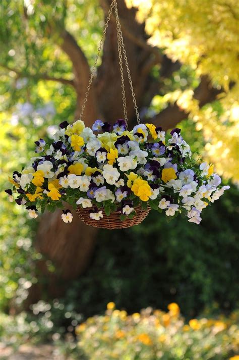 Viola x wittrockiana Cool Wave™ Series Pansy | Garden Center Marketing