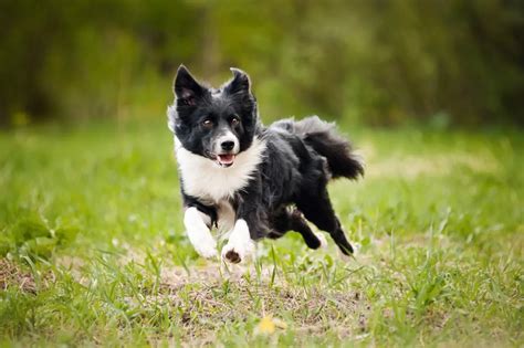 Border Collie Ears The Complete Guide 2023 Canine Hq