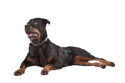 Rottweiler Mamífero Fundo Branco PNG Muscular Estúdio Animal