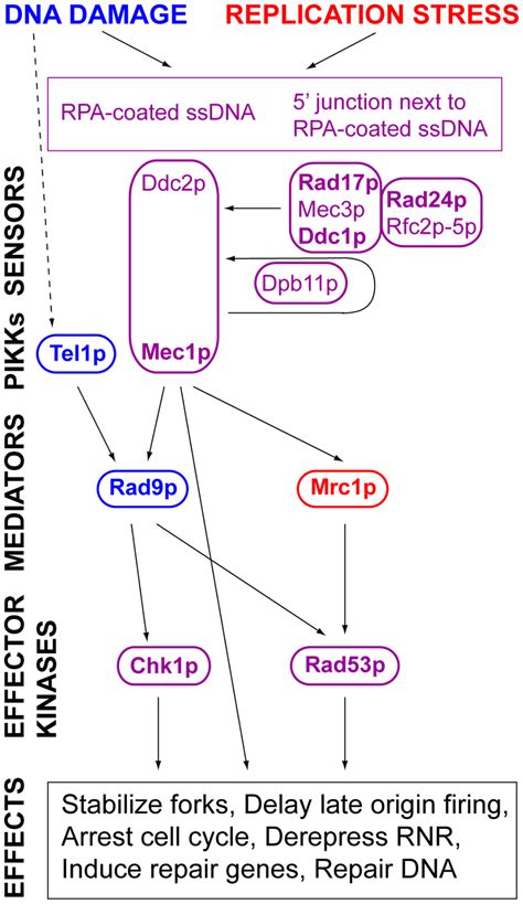 DNA Damage And Replication Stress Response Pathways A Simplified