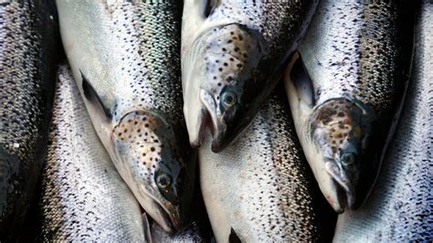 Fda Lifts Import Ban On Genetically Modified Salmon That Reach Market