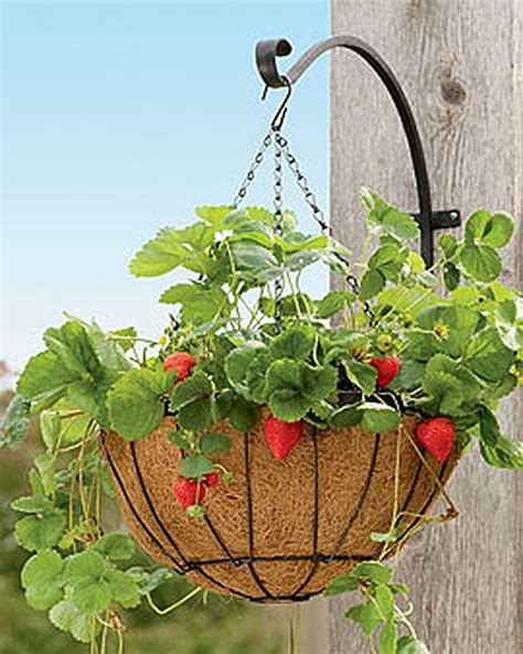 Recommendation Best Strawberry Plants For Hanging Baskets Beautiful Indoor