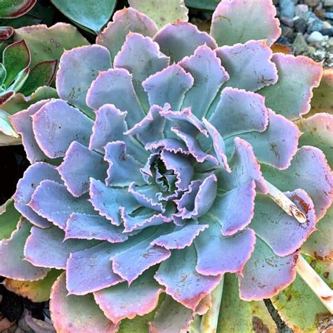 30 Most Popular Echeveria Succulent Pictorial Guide