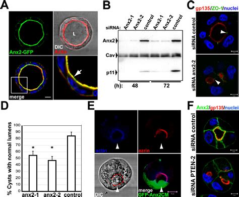 Pten Mediated Apical Segregation Of Phosphoinositides Controls