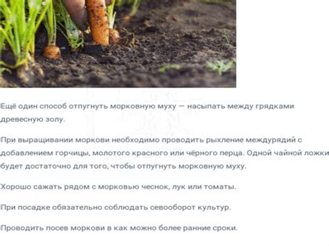 Как избавиться от морковной мухи без химии - дачные советы