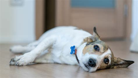 How To Tell If A Dog Is In Pain Top Dog Tips